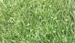 Webinar: Using clover to drive performance with reduced N inputs